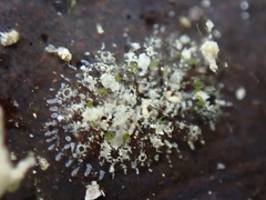 Vallicula multiformis