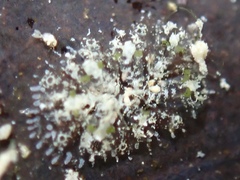 Vallicula multiformis