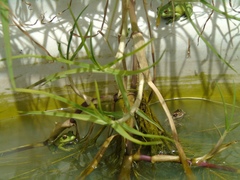 Dendropsophus molitor