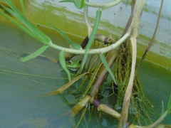 Dendropsophus molitor