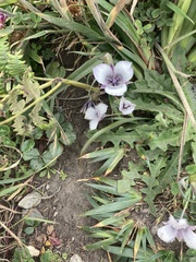 Calochortus elegans