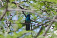 Colibri thalassinus