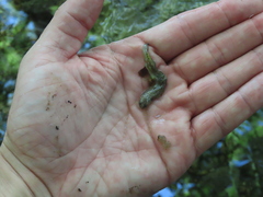 Eurycea naufragia