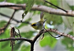 Abroscopus schisticeps