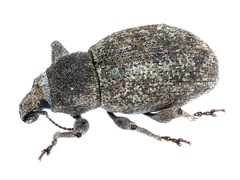 Anametis granulata