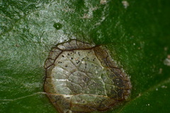 Botryosphaeriales