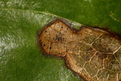 Botryosphaeriales
