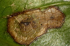 Botryosphaeriales