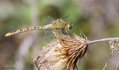 Erpetogomphus crotalinus