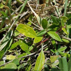 Richardia grandiflora