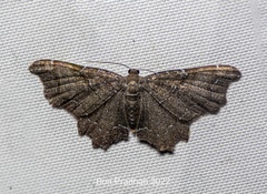 Hastina caeruleolineata