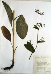 Bupleurum longiradiatum