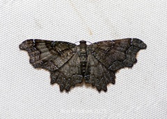 Hastina caeruleolineata