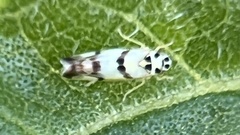 Eupteryx atropunctata