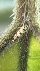 Eupteryx atropunctata