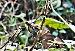 Spelaeornis caudatus