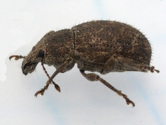 Anametis granulata