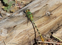 Erpetogomphus crotalinus