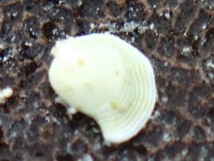 Archaias angulatus