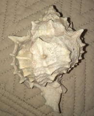 Phyllonotus erythrostomus