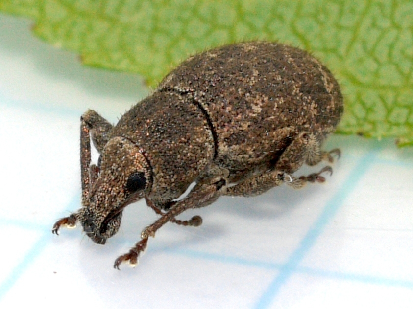 Granular Broad-nosed Weevil