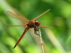 Libellula needhami