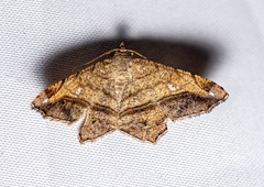 Chiasmia azataria