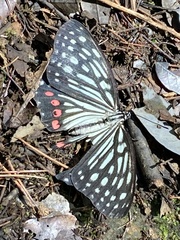 Hestina assimilis assimilis