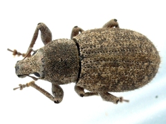 Anametis granulata