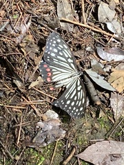 Hestina assimilis assimilis