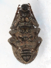 Anametis granulata