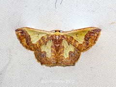 Peratophyga xanthyala