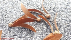 Hopea odorata
