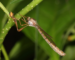 Leptogaster flavipes