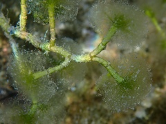 Cymopolia barbata