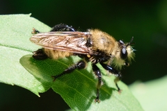 Laphria posticata
