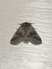 Gluphisia septentrionis