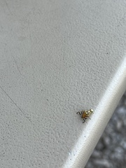 Zonosemata vittigera