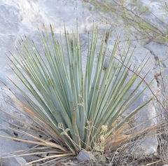 Dasylirion cedrosanum