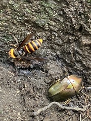 Vespa analis insularis
