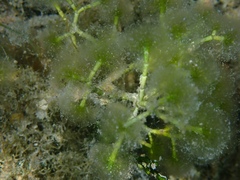 Cymopolia barbata