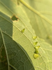 Celticecis spiniformis