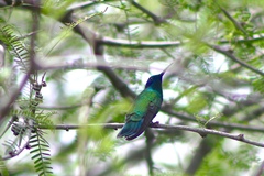 Colibri thalassinus