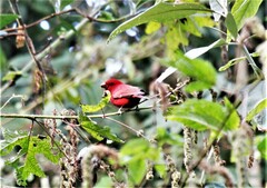 Carpodacus sipahi