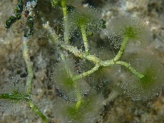 Cymopolia barbata