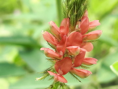 Indigofera hirsuta