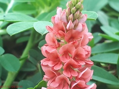 Indigofera spicata