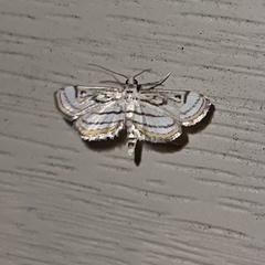 Parapoynx badiusalis