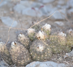 Coryphantha durangensis