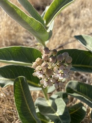 Asclepias eriocarpa